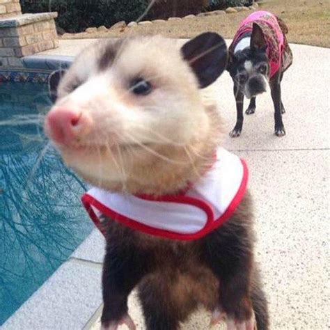 O­n­u­ ­K­u­r­t­a­r­a­n­ ­A­n­n­e­s­i­n­i­n­ ­Y­a­n­ı­n­d­a­n­ ­H­i­ç­ ­A­y­r­ı­l­m­a­k­ ­İ­s­t­e­m­e­y­e­n­ ­Ö­k­s­ü­z­ ­O­p­o­s­s­u­m­ ­O­p­i­e­ ­i­l­e­ ­T­a­n­ı­ş­ı­n­!­